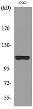 Cryopyrin rabbit pAb Antibody