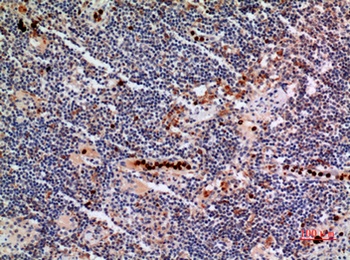 gp91-phox rabbit pAb Antibody