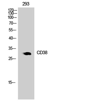 CD38 rabbit pAb Antibody