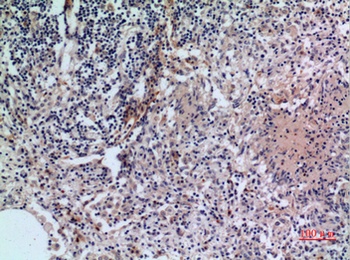 CD38 rabbit pAb Antibody