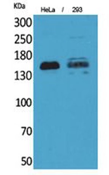 CD148 rabbit pAb Antibody