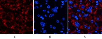 Jagged1 rabbit pAb Antibody