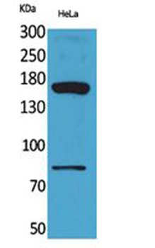 CD163b rabbit pAb Antibody
