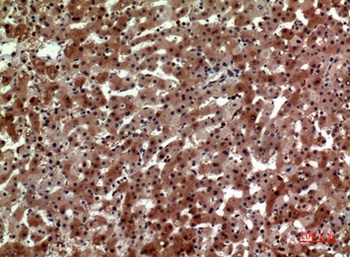 CD163b rabbit pAb Antibody