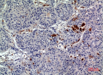 CD163b rabbit pAb Antibody