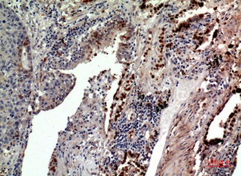 CD163b rabbit pAb Antibody