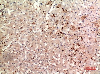 TPO rabbit pAb Antibody