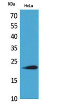 IFN-ω rabbit pAb Antibody
