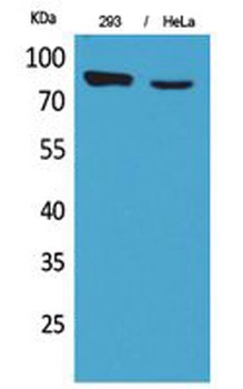 DRA rabbit pAb Antibody