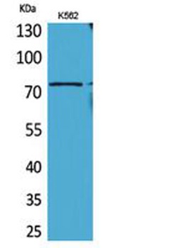 BMAL1 rabbit pAb Antibody