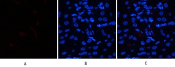 HSP70 rabbit pAb Antibody