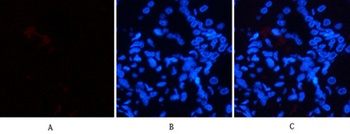 HSP70 rabbit pAb Antibody