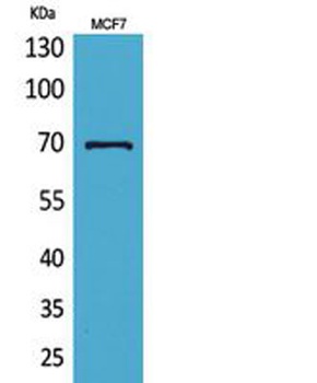 HSP70 rabbit pAb Antibody