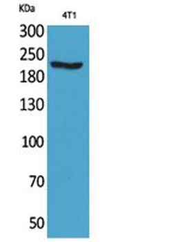 MYH-pan rabbit pAb Antibody