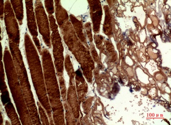 MYH-pan rabbit pAb Antibody