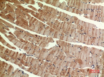 MYH-pan rabbit pAb Antibody