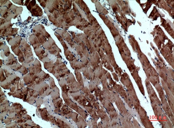 Tubulin α rabbit pAb Antibody