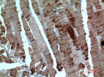 Tubulin α rabbit pAb Antibody
