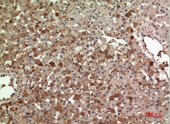 ApoA-I rabbit pAb Antibody