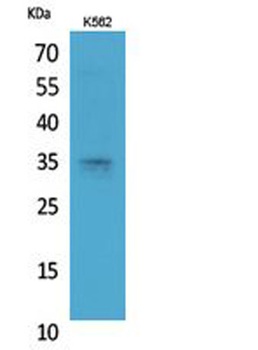 Syntaxin 1 rabbit pAb Antibody