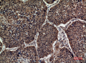 Syntaxin 1 rabbit pAb Antibody