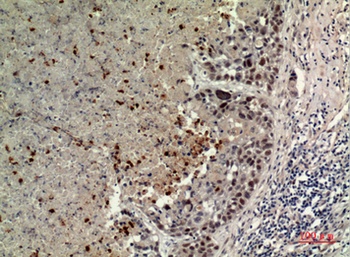 ECA39 rabbit pAb Antibody