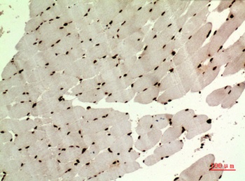 MAPK Organizer 1 rabbit pAb Antibody