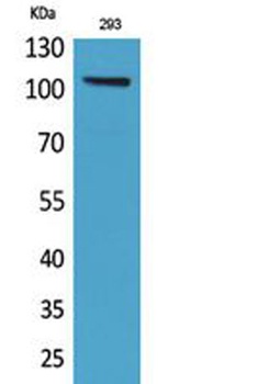 Neuropilin rabbit pAb Antibody