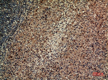 Integrin αD rabbit pAb Antibody