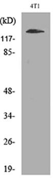 Integrin αD rabbit pAb Antibody