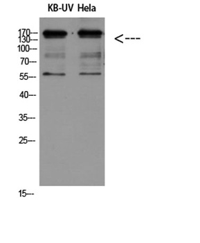 Integrin β2 rabbit pAb
