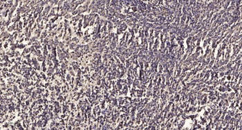 Integrin β2 rabbit pAb