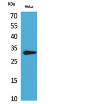 CD37 rabbit pAb Antibody