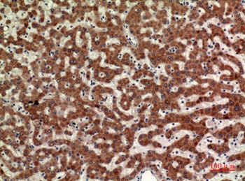 CD110 rabbit pAb Antibody
