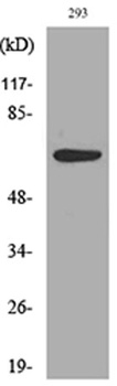 IL-18R rabbit pAb Antibody