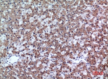 CD200 rabbit pAb Antibody