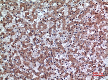 CD200 rabbit pAb Antibody