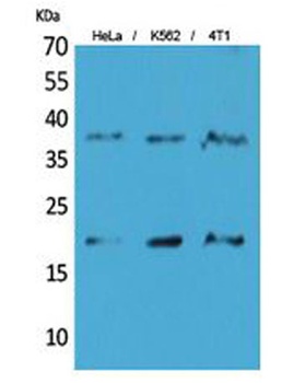 STING/TMEM173 rabbit pAb Antibody