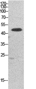 EF-1 α1/2 rabbit pAb Antibody