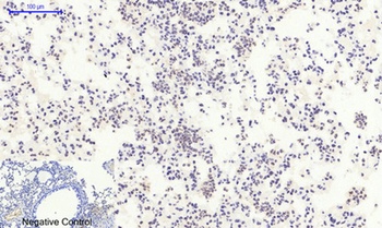 Histone H2A rabbit pAb Antibody
