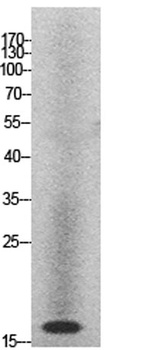 Histone H2A rabbit pAb Antibody