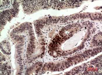 Histone H2A rabbit pAb Antibody