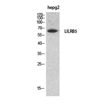 CD85c rabbit pAb Antibody