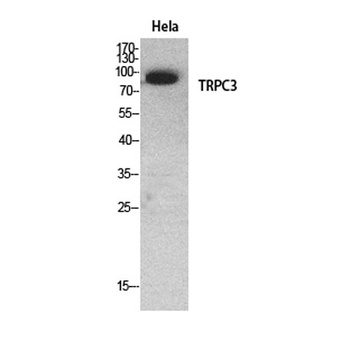 TRPC3 rabbit pAb Antibody