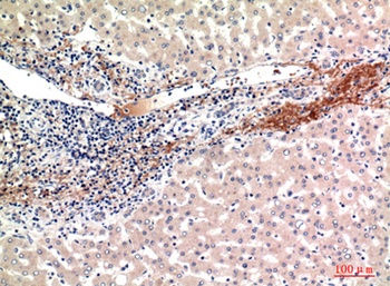 ALR rabbit pAb Antibody