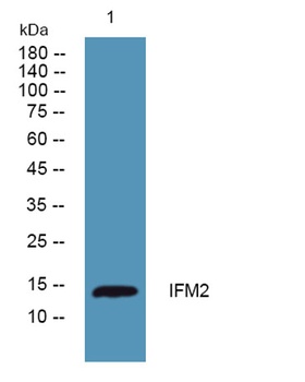 IFITM2 rabbit pAb Antibody