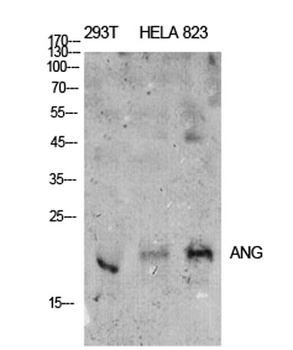 ANG I rabbit pAb Antibody