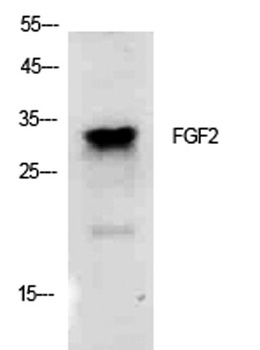 FGF-2 rabbit pAb Antibody