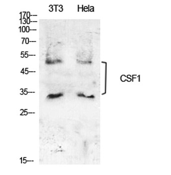M-CSF rabbit pAb Antibody