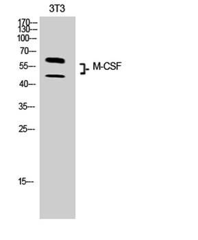 M-CSF rabbit pAb Antibody